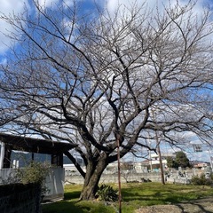 薪（桜）