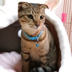 珍しい耳折れのキジトラくん