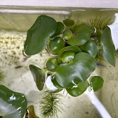 ホテイソウ1株（水草）