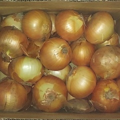有機栽培　玉ネギ　5㎏　箱根牧場　北海道産