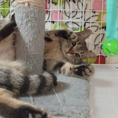 ☆いつもゴロゴロ♪♪スリスリ♪♪～とても可愛いキジトラの女の子をもらってください − 大阪府