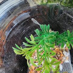 メダカのあれこれ教えてください