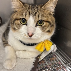 きんたろうくん🐈