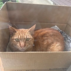 オレンジとら　かわいい声でなきます