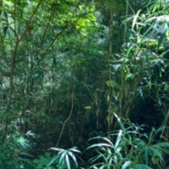 No.457【千葉県南房総市峰】原野3筆あげます！別荘地内のまとまった3筆の土地あげます。近隣には居住者もいるようです。の画像