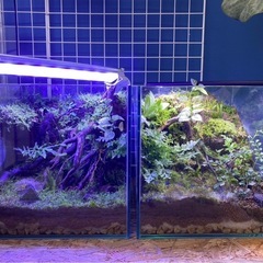 コケリウム 植物活着済み