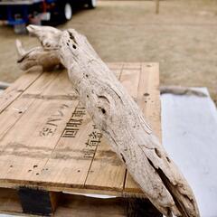 SEASIDEinterior★インテリアディスプレイに流木 Cool driftwood for decorating 139の画像