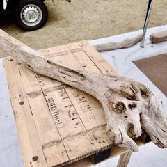 SEASIDEinterior★インテリアディスプレイに流木 Cool driftwood for decorating 139の画像