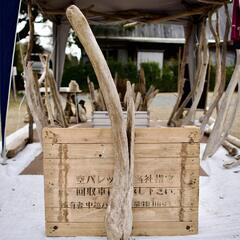 SEASIDEinterior★インテリアディスプレイに流木 C...