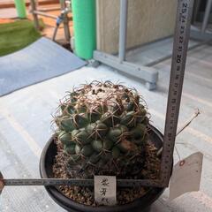 サボテン象牙丸の画像