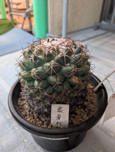 サボテン象牙丸