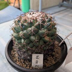 サボテン象牙丸