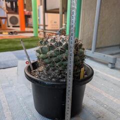 サボテン象牙丸の画像