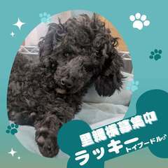 おっとり眠り王子のトイプードル、ラッキーくん