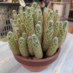 サボテン、キンテマリの画像