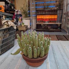 サボテン、キンテマリの画像