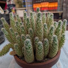 サボテン、キンテマリの画像