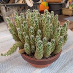 サボテン、キンテマリ