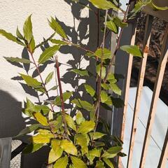 月桂樹(ローリエ)の木