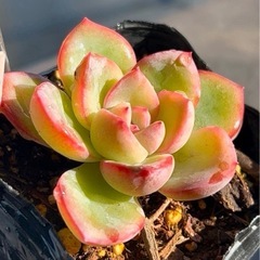 多肉植物♡エケベリア【アマビレ】の画像