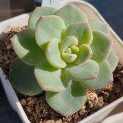 多肉植物♡エケベリア【アマビレ】の画像