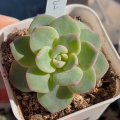 多肉植物♡エケベリア【アマビレ】
