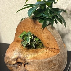 【決定】パキラ・アイビー・ネフロレピシス・ダフィーの寄せ植え　ココナッツ仕立て の画像