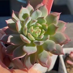多肉植物♡エケベリア【ティッピー】の画像