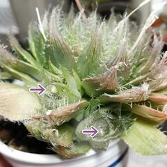 《多肉植物》クリスタルプラント【ハオルチア・ブラックベルディアナ】の画像