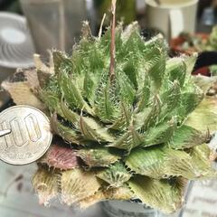 《多肉植物》クリスタルプラント【ハオルチア・ブラックベルディアナ】