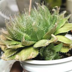 《多肉植物》クリスタルプラント【ハオルチア・ブラックベルディアナ】の画像