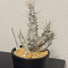 【希少株】Pachypodium saundersii（パキポディウム・サンデルシー）の画像