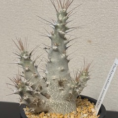 【希少株】Pachypodium saundersii（パキポディウム・サンデルシー）の画像