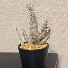 【希少株】Pachypodium saundersii（パキポディウム・サンデルシー）の画像