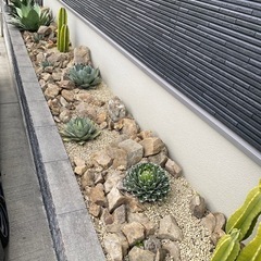 アガベの画像