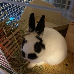 うさ友 - 広島市