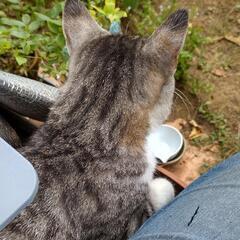 保護猫、地域猫用にご寄附お願いします。