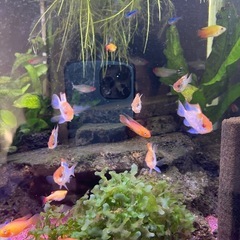 熱帯魚コバルトブルーラミレジーの画像