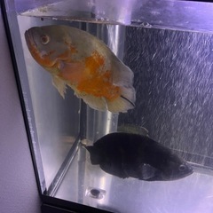 アルビノオスカー、ワイルドオスカーの画像