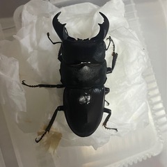 ヒラタクワガタ　サキシマヒラタ　オスメスペア①