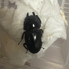 ヒラタクワガタ　サキシマヒラタ　オスメスペア①の画像