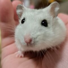 ジャンガリアンハムスター譲ります
