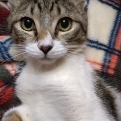 ⭐️1/19豊崎どうぶつ病院にて譲渡会参加します⭐️ - 猫