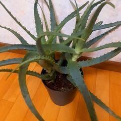キダチアロエの画像