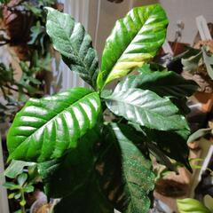 最終価格🌱斑入り　コーヒーの木