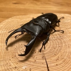 テイオウヒラタクワガタ　初令2令幼虫