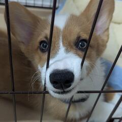 急募 犬 里親 コーギー - 犬