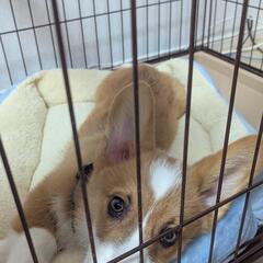 急募 犬 里親 コーギー