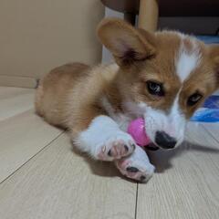 急募 犬 里親 コーギー − 福島県