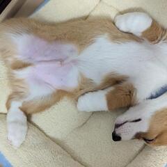 急募 犬 里親 コーギー - 会津若松市